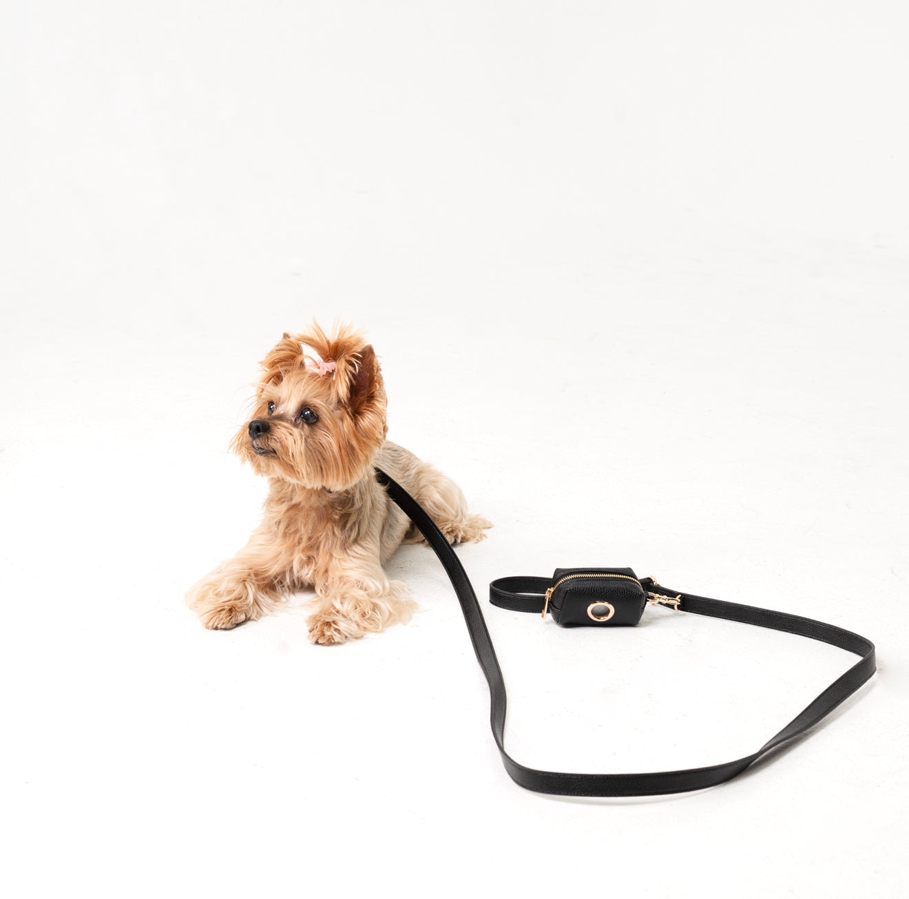 Black Dog Leash