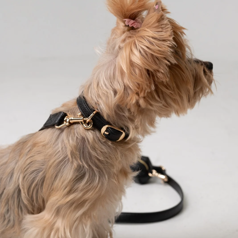 Black Dog Leash